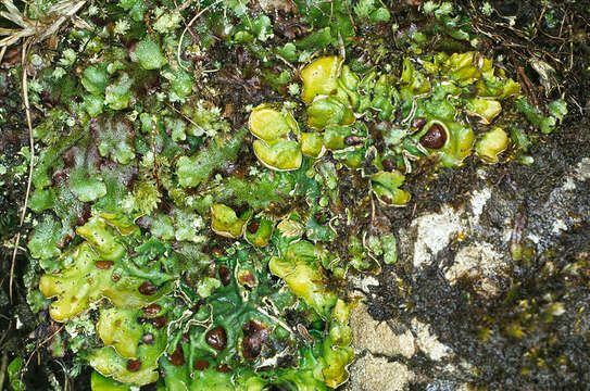 Image of chocolate chip lichen