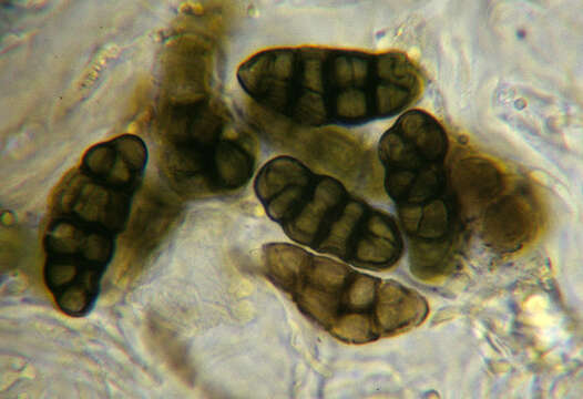 Imagem de Rhizocarpon geographicum (L.) DC.