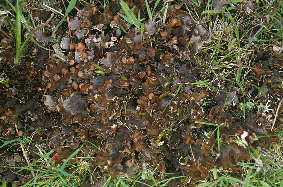 Image of Field dog-lichen;   Felt lichen