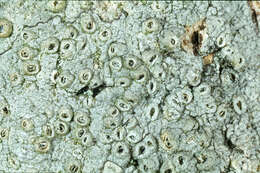 Image of barnacle lichen