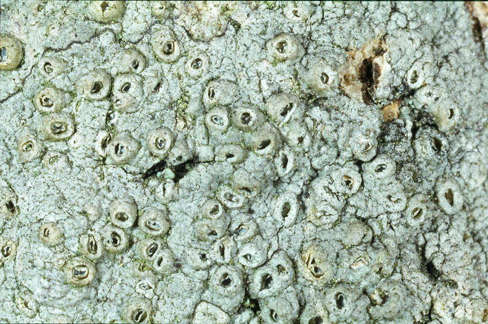 Image of barnacle lichen