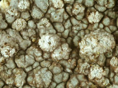 Image of Pertusaria multipuncta (Turner) Nyl.