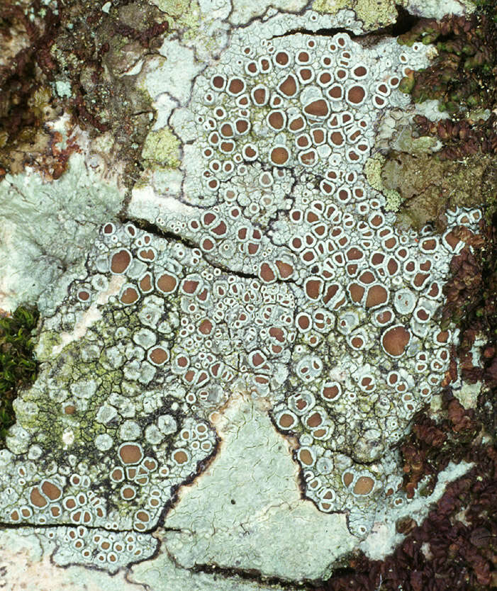 Image of rim lichen