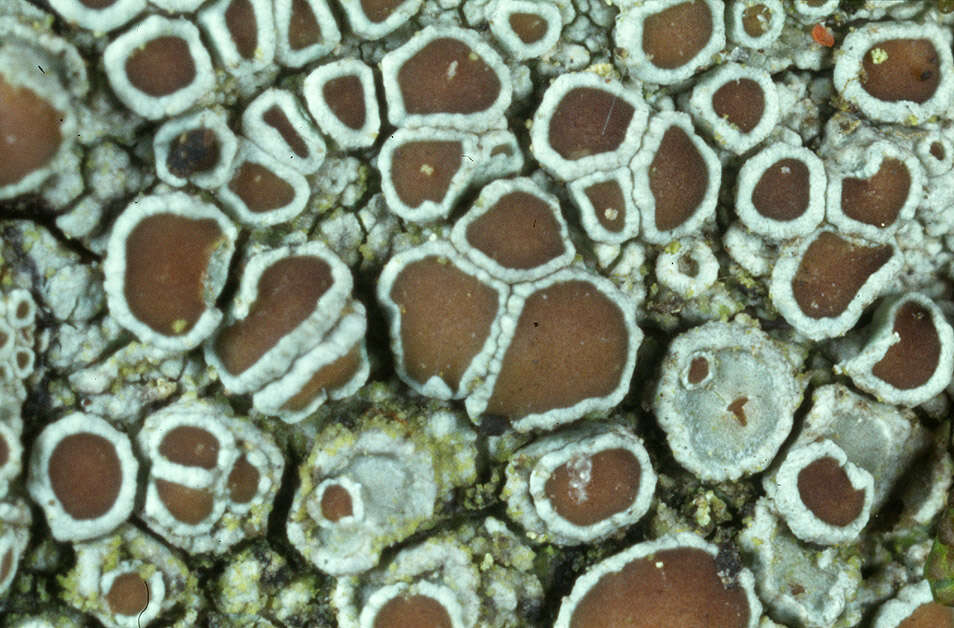 Image of rim lichen