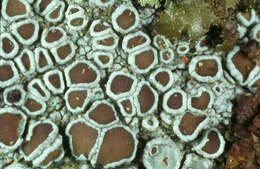 Imagem de Lecanora chlarotera Nyl.