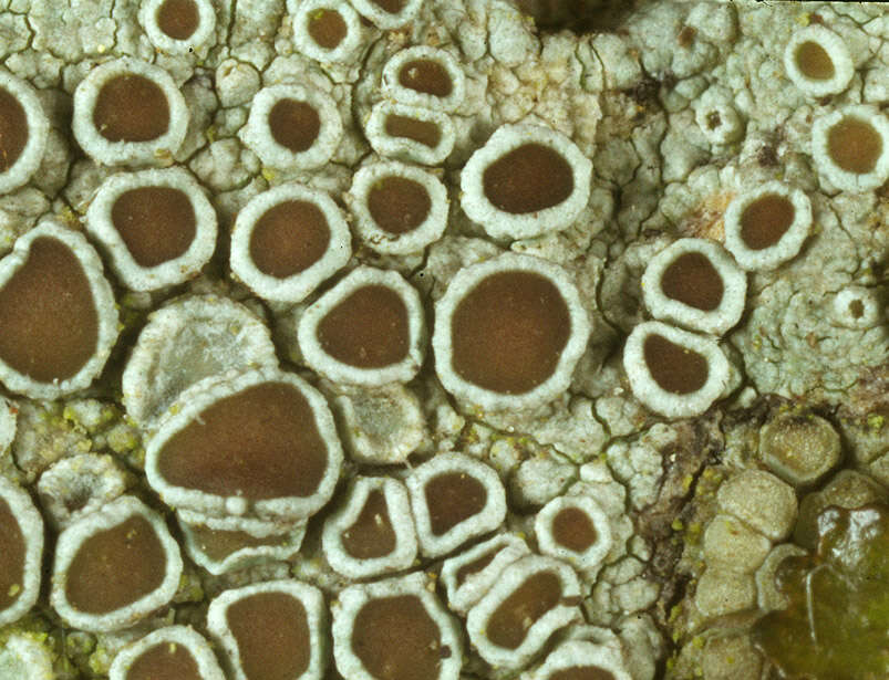 Image of rim lichen