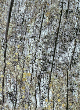 Image of Spike lichen;   Black stubble