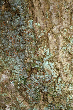 Image of Lobaria virens (With.) J. R. Laundon