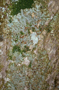 Image of Lobaria virens (With.) J. R. Laundon