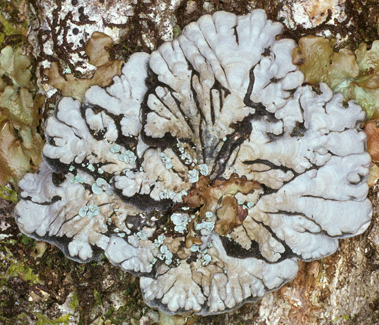 Image of Pectenia cyanoloma (Schaer.) P. M. Jørg., L. Lindblom, Wedin & Ekman