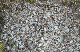 Image of Fringed Rock Tripe