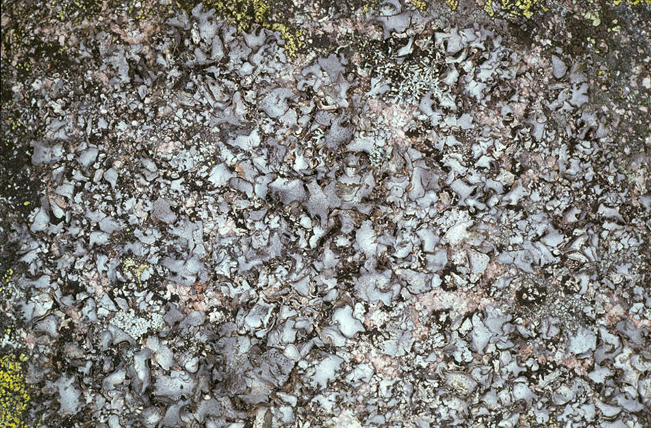 Image of Fringed Rock Tripe