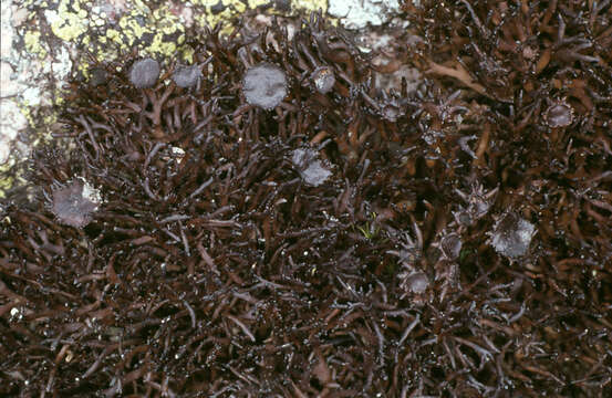 Image of brittle lichen