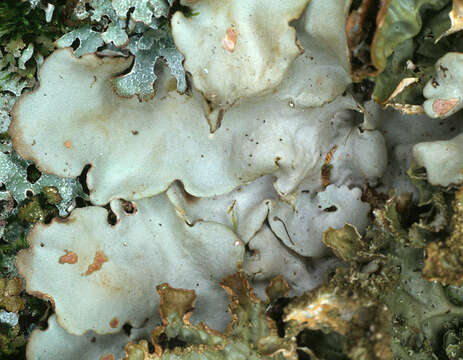 Image of Lobaria virens (With.) J. R. Laundon