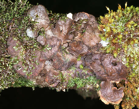 Image of spotted felt lichen