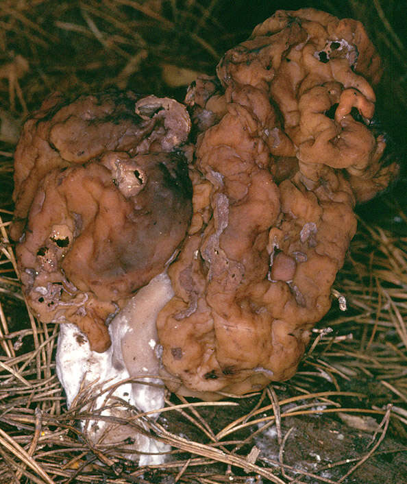 Image of Hooded false morel