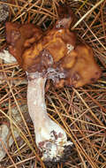 Image of Hooded false morel