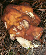 Image of Gyromitra infula (Schaeff.) Quél. 1886