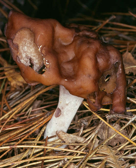 Image of Gyromitra infula (Schaeff.) Quél. 1886