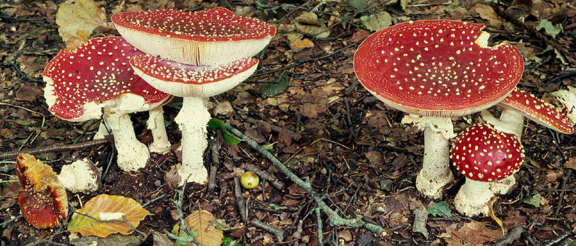 Image of Fly agaric