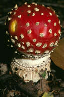 Image of Fly agaric