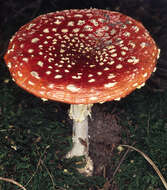 Image of Fly agaric