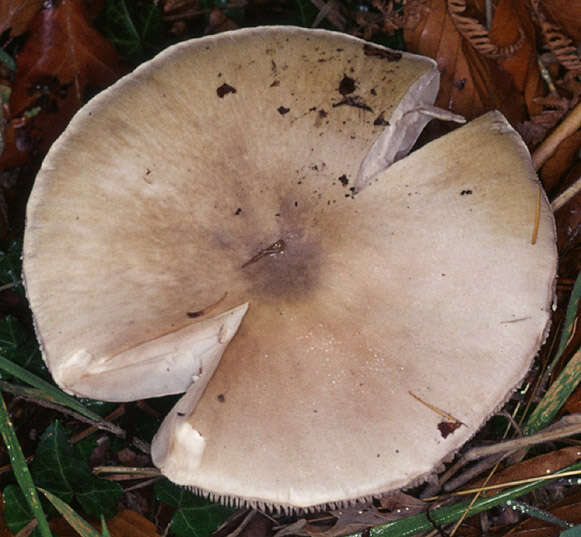 Image of Death cap