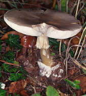 Image of Death cap