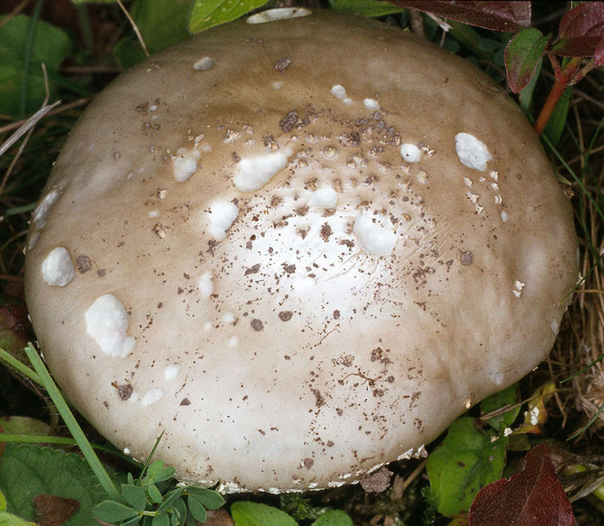 صورة Amanita echinocephala (Vittad.) Quél. 1872