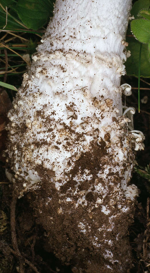 صورة Amanita echinocephala (Vittad.) Quél. 1872