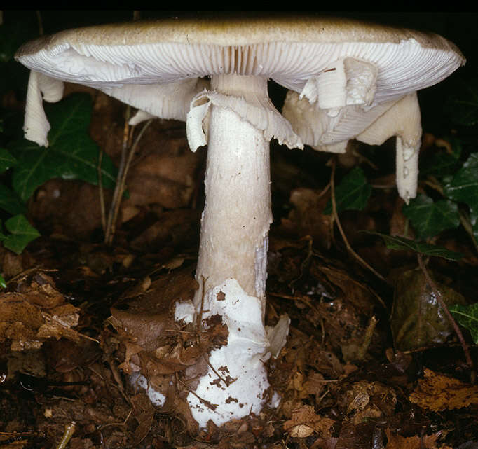 Image of Death cap