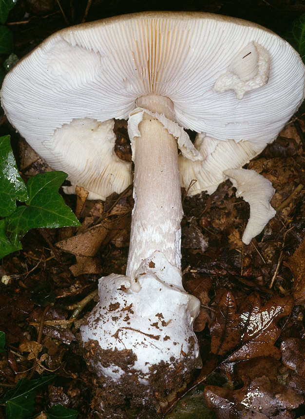 Image of Death cap