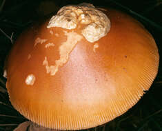 Image of Orange Grisette