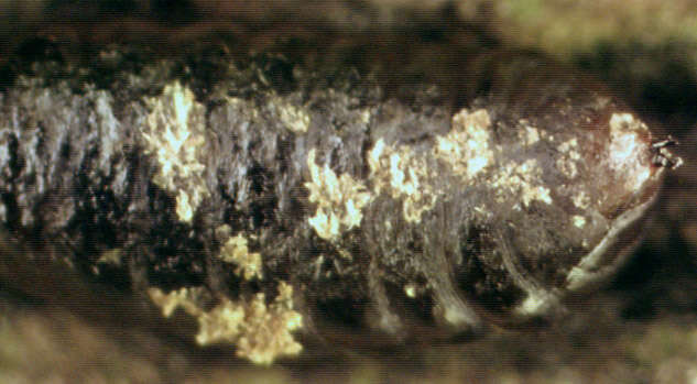 Image of Phytomyza hellebori Kaltenbach 1872
