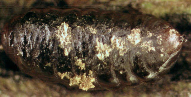 Image of Phytomyza hellebori Kaltenbach 1872