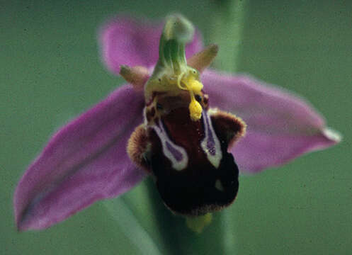 Image of Ophrys apifera var. apifera