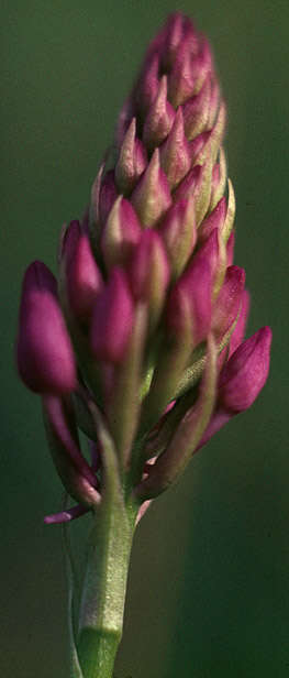 Image of Pyramidal orchid