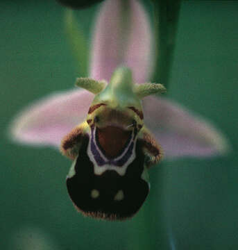 Plancia ëd Ophrys apifera var. apifera