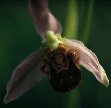 Image of Ophrys apifera var. apifera