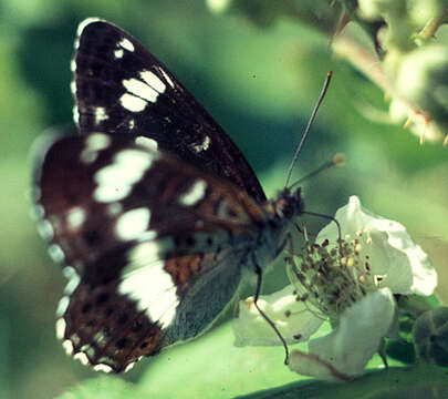 Image of white admiral