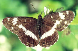 Image of white admiral