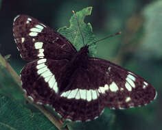 Image of white admiral