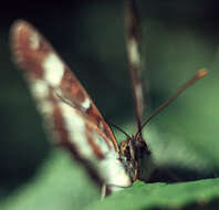 Image of white admiral