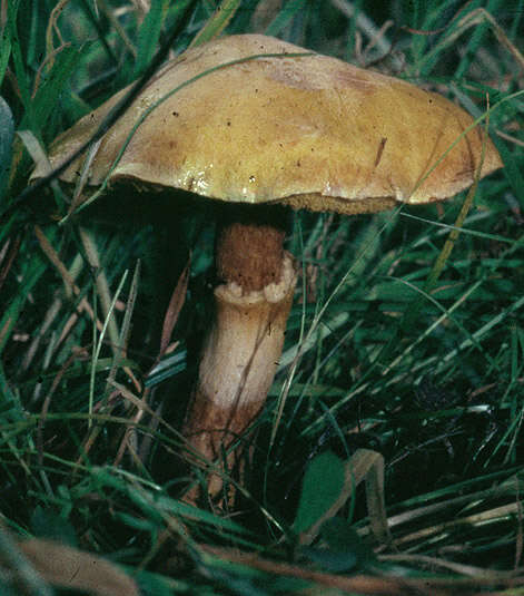 Image of Suillus grevillei (Klotzsch) Singer 1945