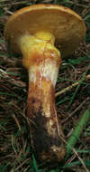 Image of Suillus grevillei (Klotzsch) Singer 1945