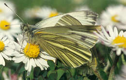 Image of green-veined white