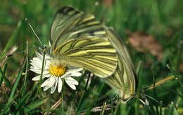 Image of green-veined white