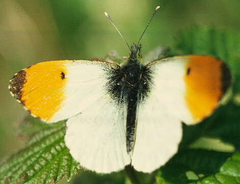 Image of orange tip