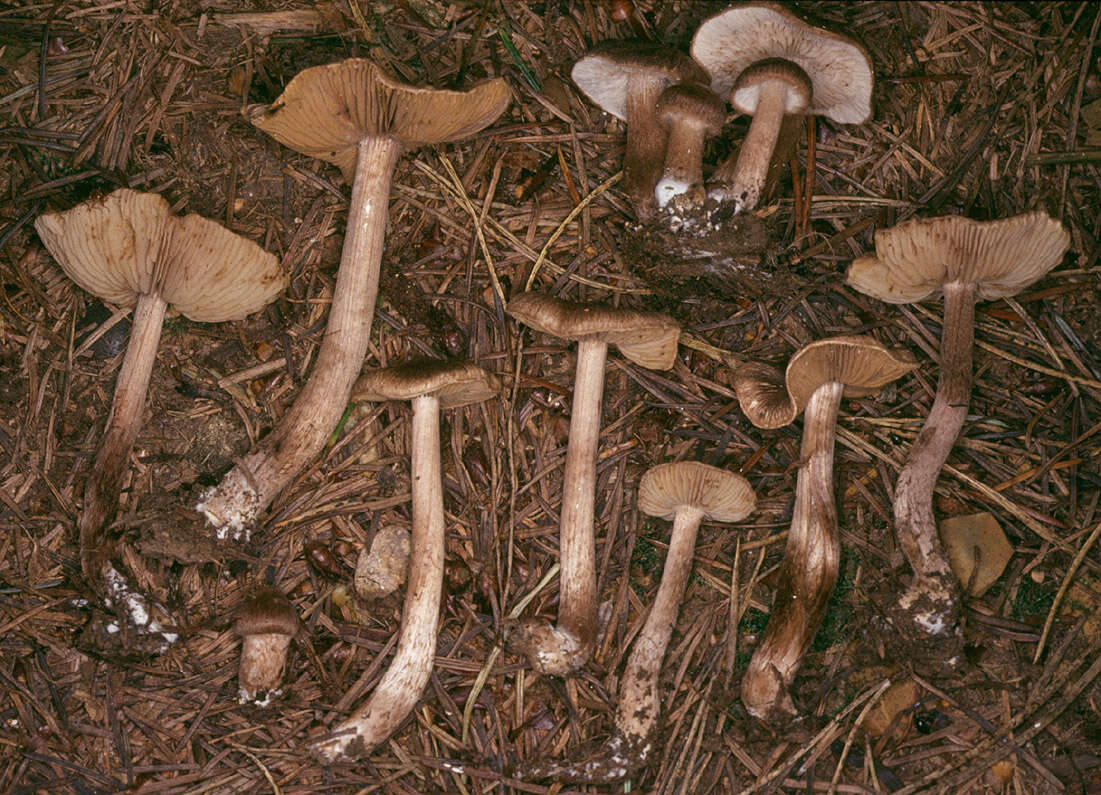 Image of Inocybe subcarpta Kühner & Boursier 1932