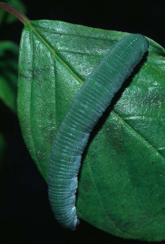 Image of brimstone